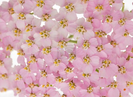 Fond avec des petites fleurs roses 