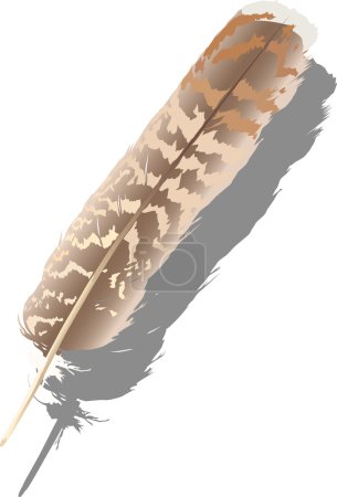 plume panachée avec ombre 