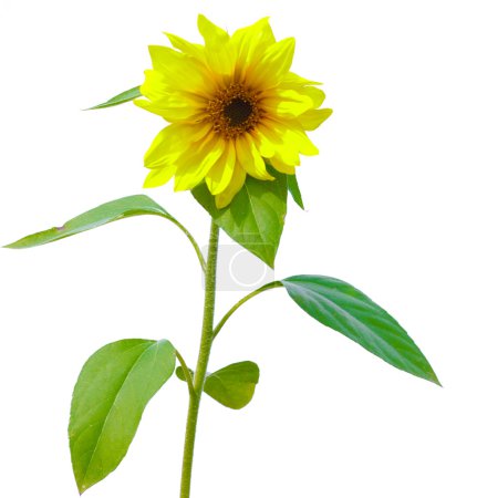 Tournesol