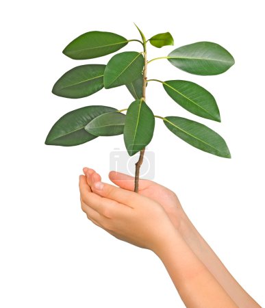 Sapling dans les paumes comme symbole de la protection de la nature 