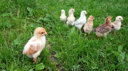 Poussins sur l'herbe 