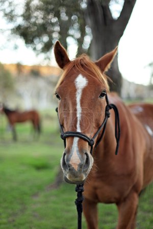 Cheval australien dans l'outback 