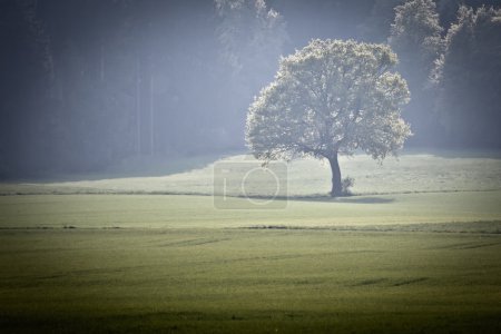 Forêt