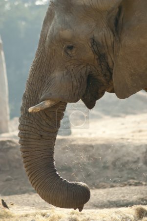 Gros plan du visage d'un éléphant 
