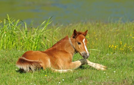 Bébé de cheval 