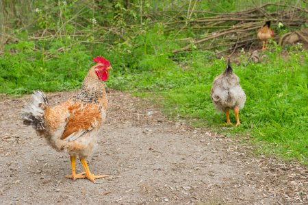 Coq dans l'environnement naturel 
