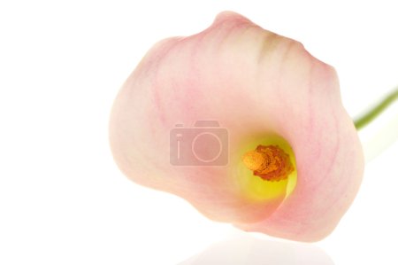 Calla rose 