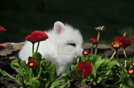 Lapin blanc en fleurs rouges 