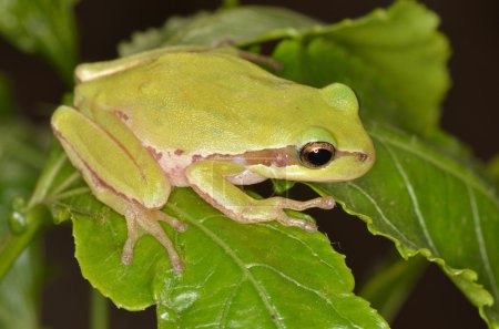 Amphibien grenouille 