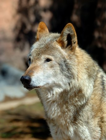 Loup des bois (Canis lupus )