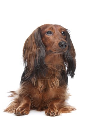 Poil long standard Dachshund 