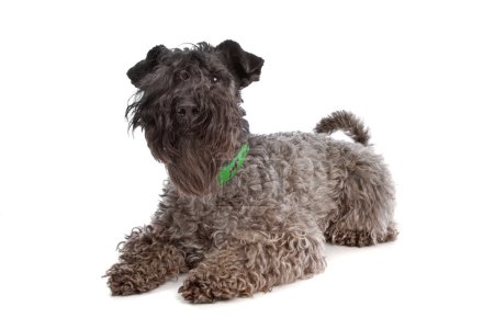 Kerry terrier bleu 