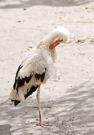 Cigogne blanche 