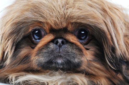 Chiot brun 