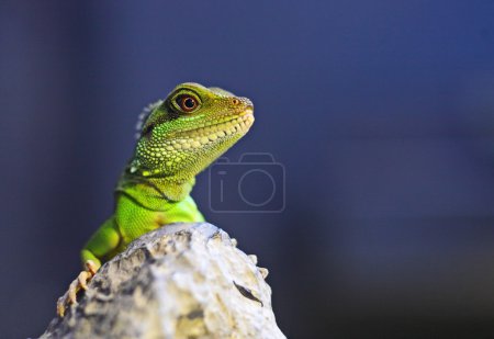 Iguane verte 