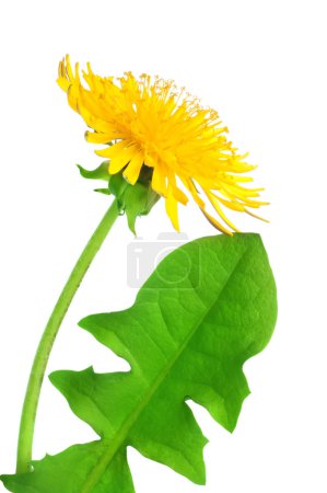Fleur de pissenlit 