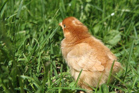poulet bébé 