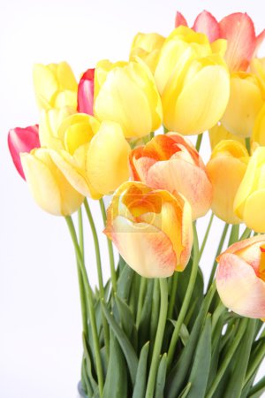 tulipes