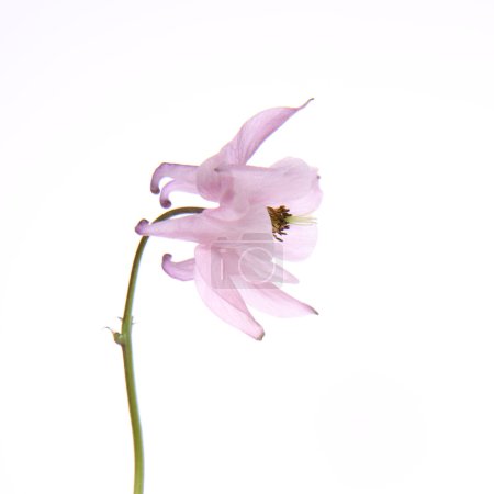 Columbine fleur 