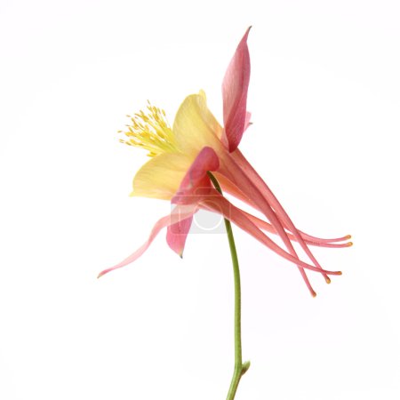 Columbine fleur 