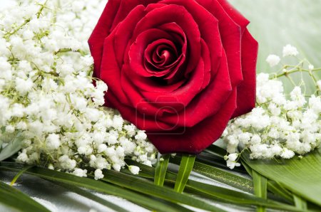Rose !