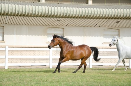 Cheval Arabe