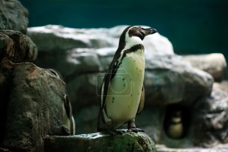 pingouins sont debout à l'eau 