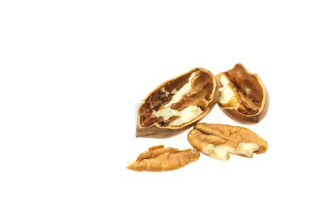Pecan isolé sur blanc