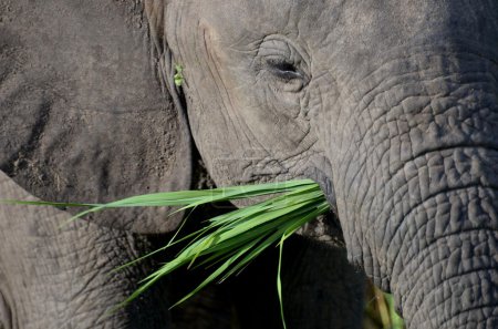 éléphant