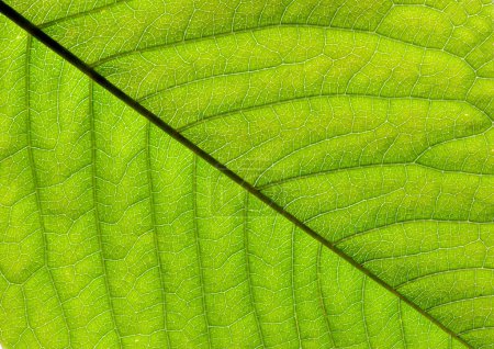 Texture des feuilles vertes 