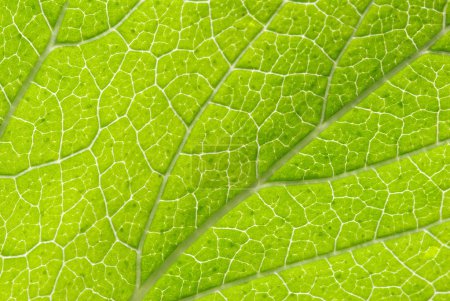 Texture des feuilles vertes 