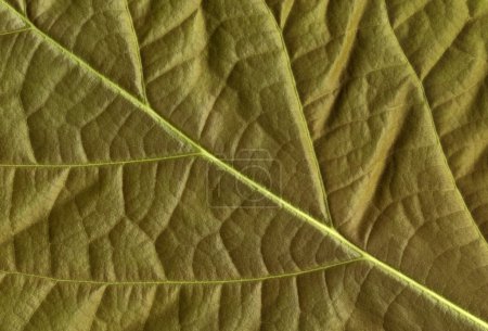 feuille d'avocat 