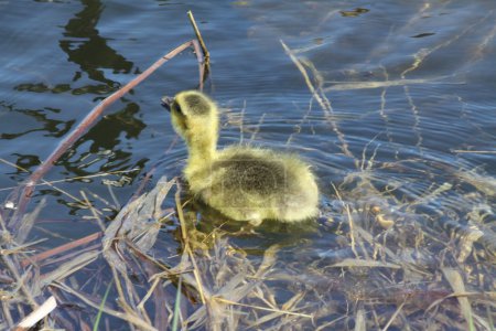 Gosling (Bernache du Canada )