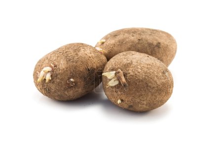 Trois pommes de terre 