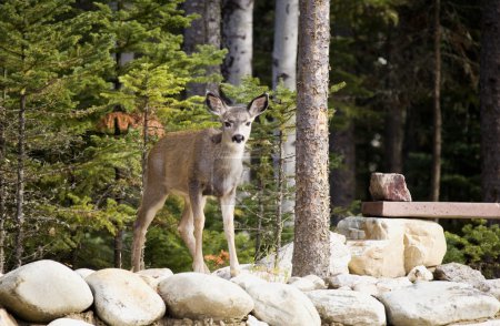 Cerf debout sur le mur 