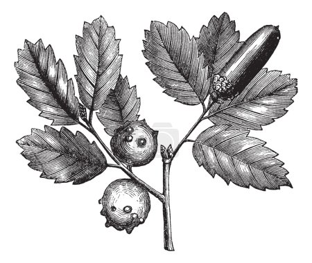 Illustration for Quercus lusitanica or Gall Oak or Lusitanian Oak or Dyer's Oak or Quercus infectoria Olivier, vintage engraving. Old engraved illustration of Gall Oak, plant an - Royalty Free Image