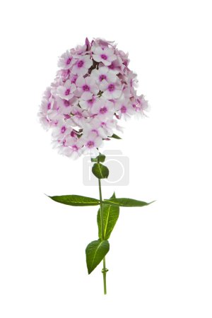 Miel rose Fleurs de lait 