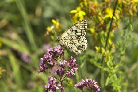 mariposa