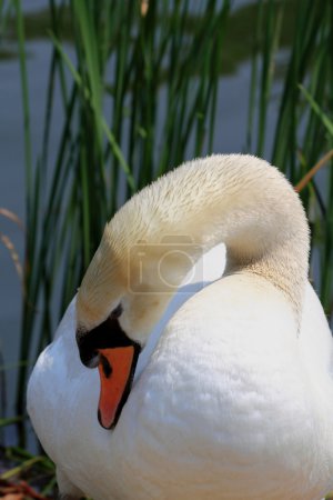 cygne seul.