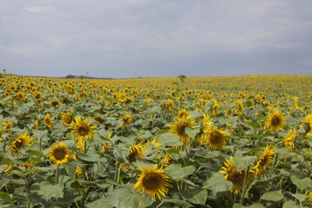 Tournesols