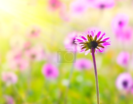 Champ de fleurs rose 