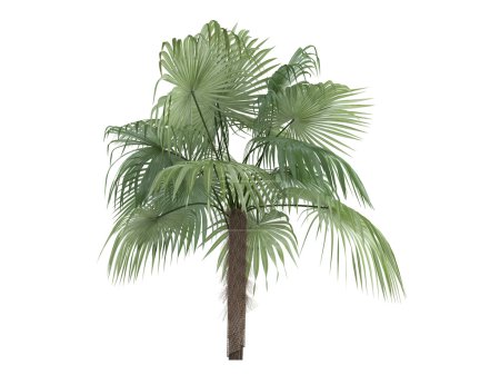Zombie Palm ou Zombia antillarum 