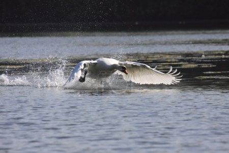 Atterrissage d'un cygne muet en france 