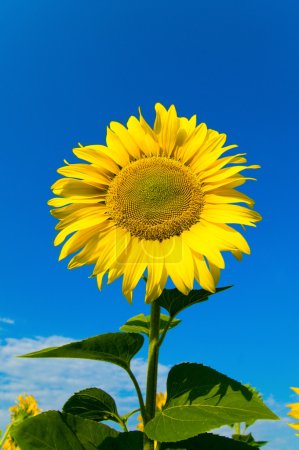 Tournesol