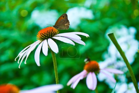 Papillon sur une fleur d'échine 