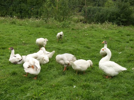 Gant sur l'eau sur l'herbe verte 