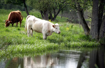 Vaches danoises 