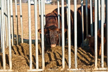 Bovins amicaux sur la paille en cage 