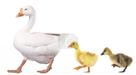 animaux