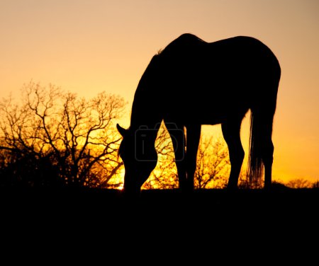 Cheval de pâturage silhouette contre le coucher du soleil 